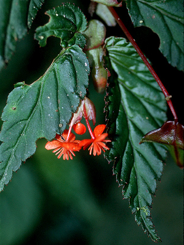 B. longirostris